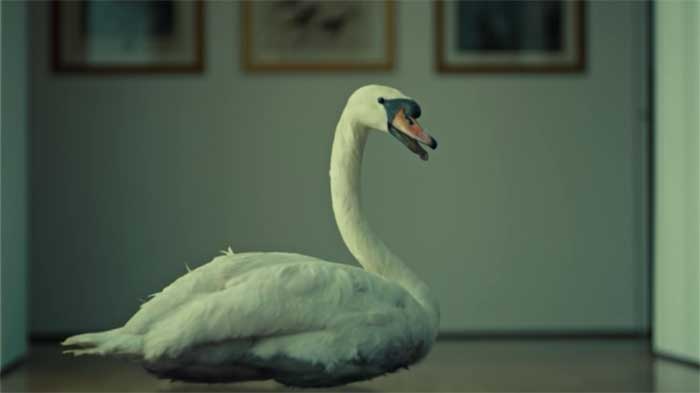 a swan