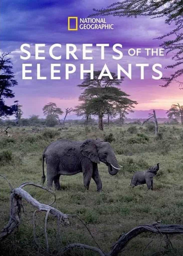 Secrets of the Elephants poster shows savanna elephants with a mother and daughter in the grass.